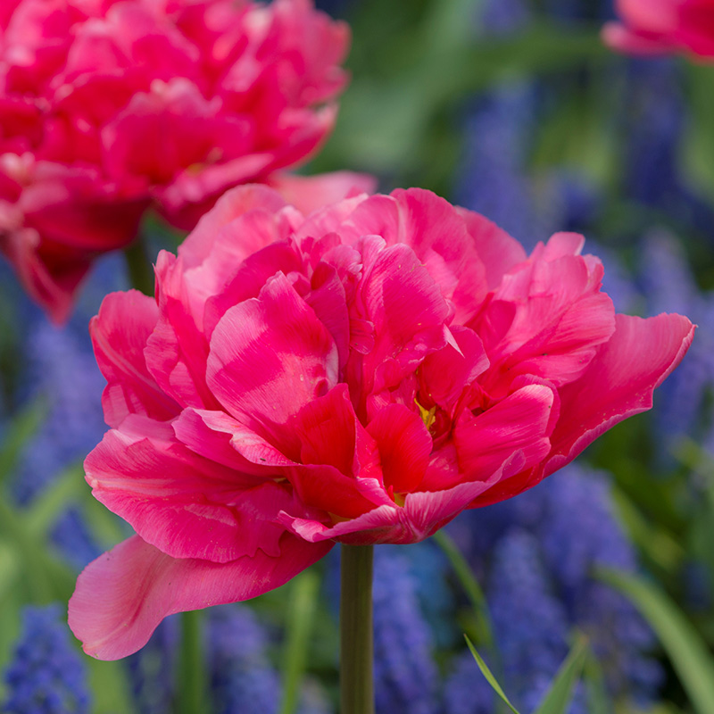 Tulip Margarita