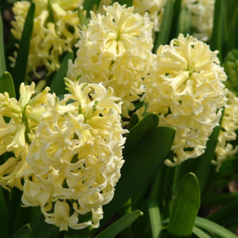 Hyacinth City of Haarlem