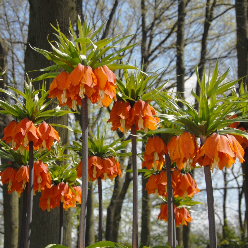 Fritillaria imperialis Aurora