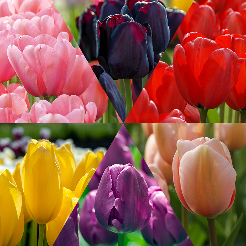 Tulip Bulb Collection "Flower Classics"