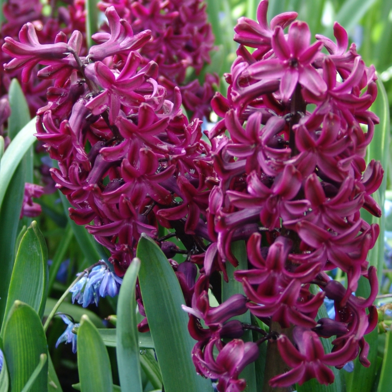 Hyacinth Woodstock