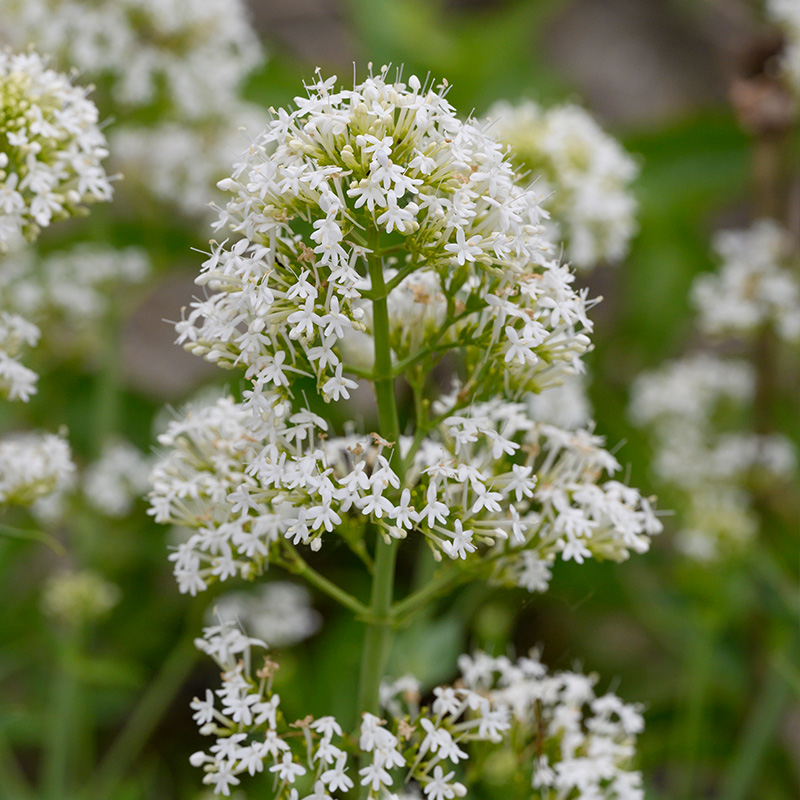 White Valerian (Centranthus ruber Albus)