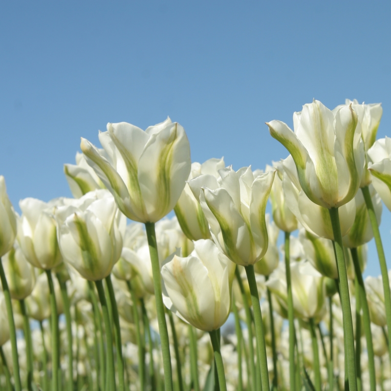 Tulip Spring Green