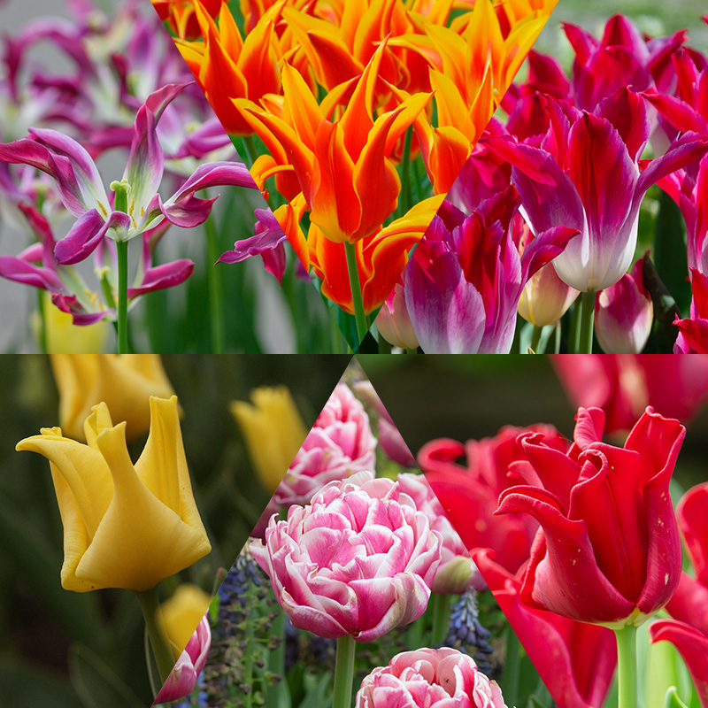 Tony's "Let's Dance" Tulip Bulb Collection 