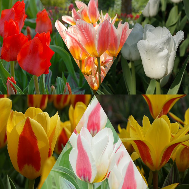 Early Blooming Tulip Collection