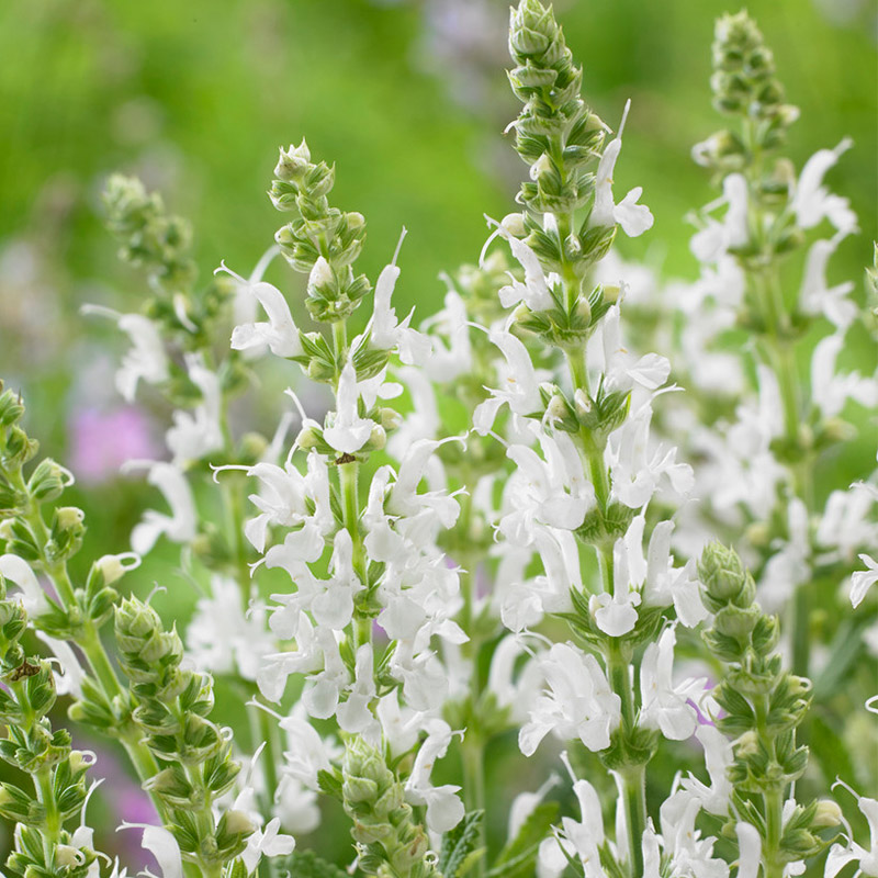 Sage (Salvia) nem. 'Schneehügel'