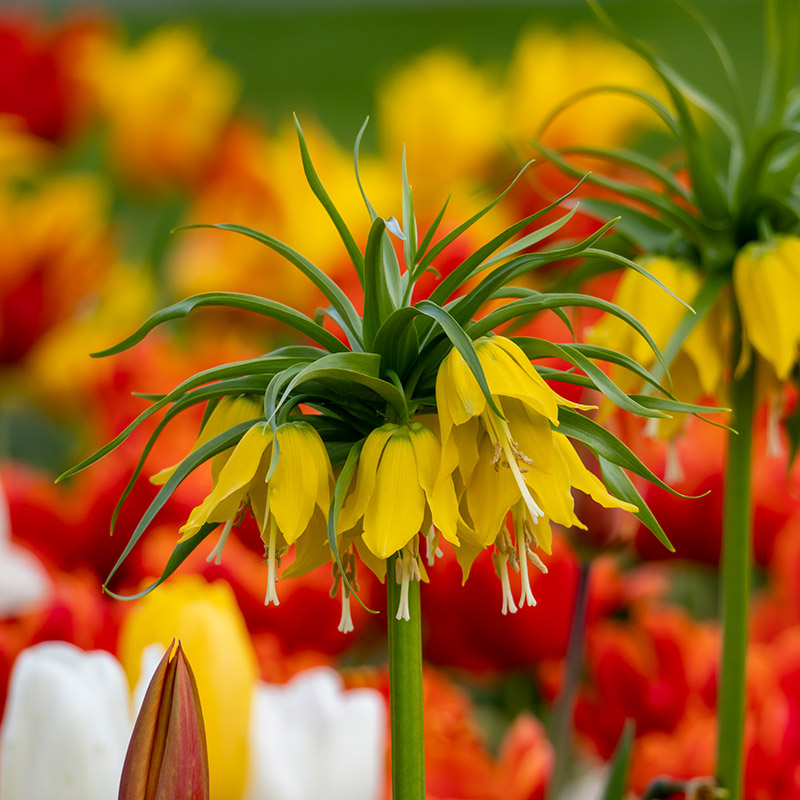 Fritillaria imperialis Lutea