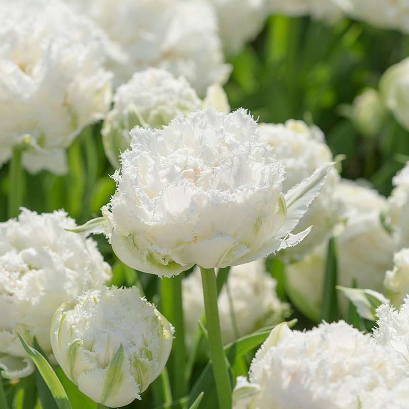 Tulip Snow Crystal