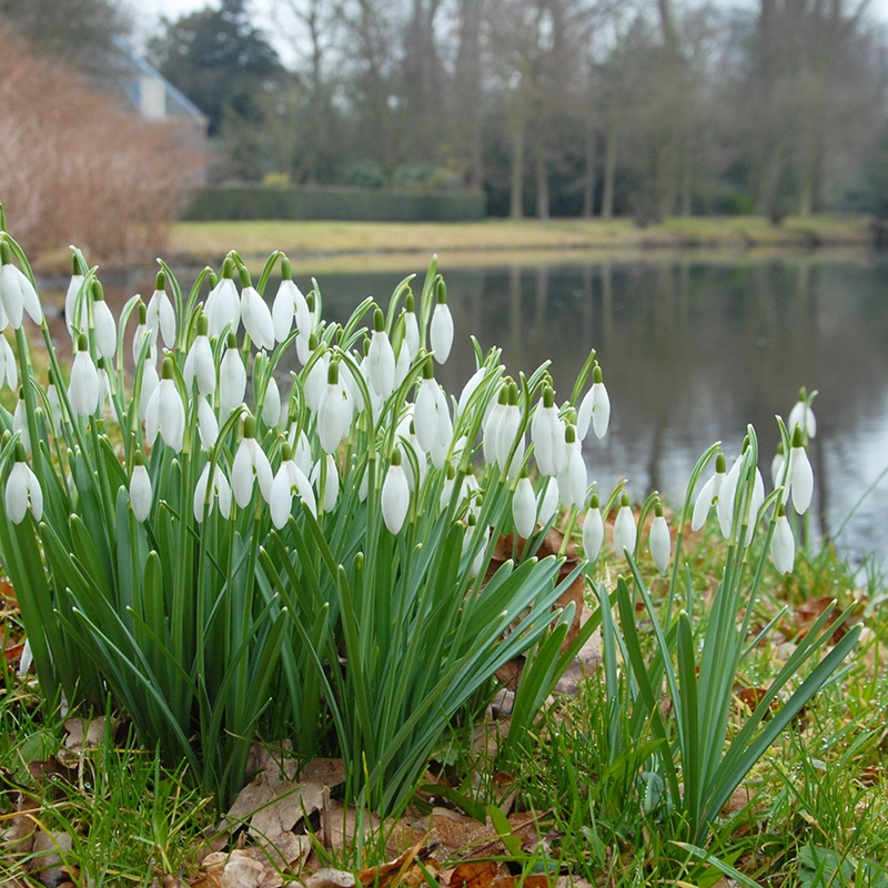 Galanthus Nivalis - snowdrop