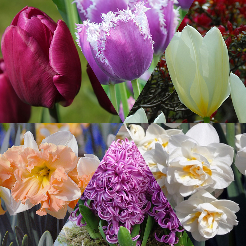 Albert's Spring Bulb Collection