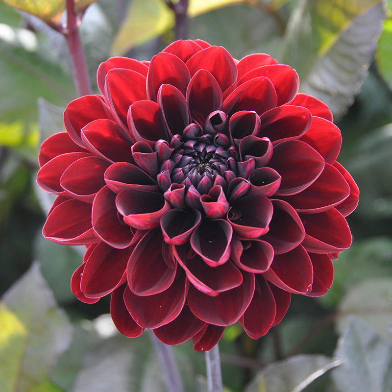 Dahlia Manoa | 10191