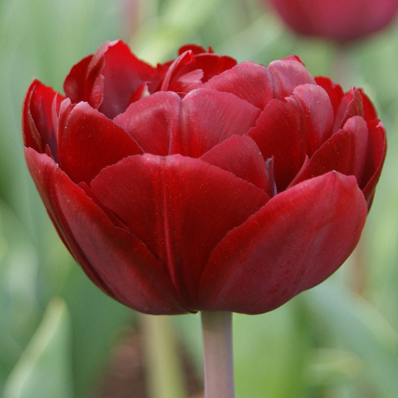 Tulip Uncle Tom