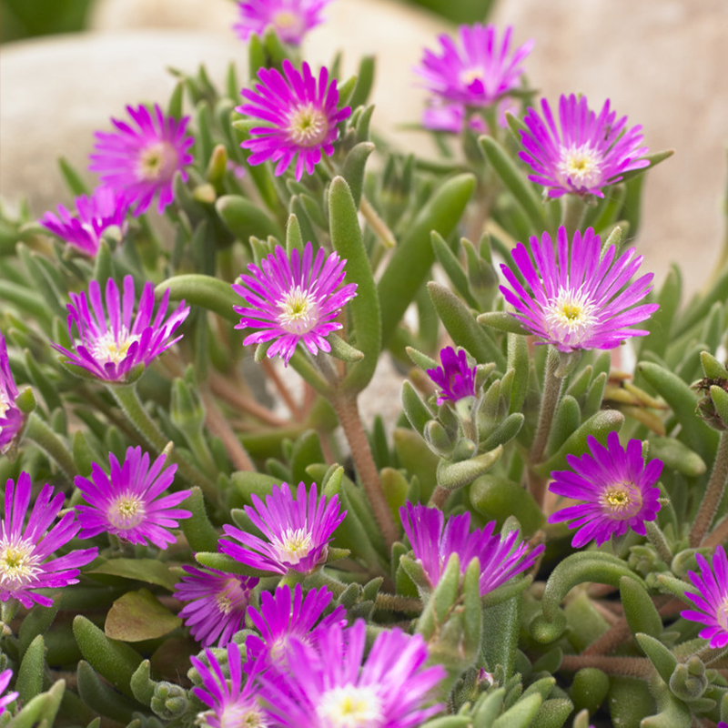 Ice plant (Delosperma aberd.) 'Hot Pink'