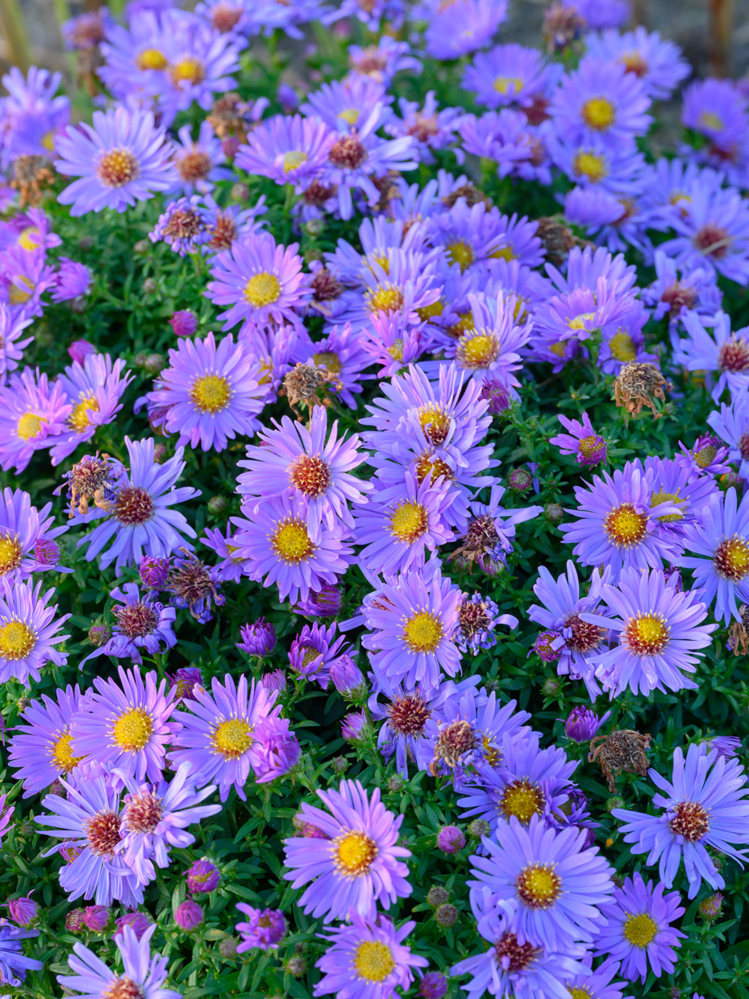 Aster 'Pr. A. Kippenberg' | 61001530