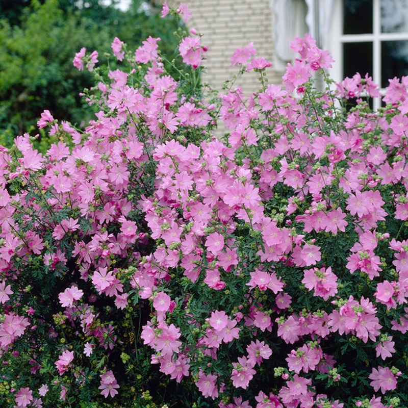 Muskmallow (Malva moschata)