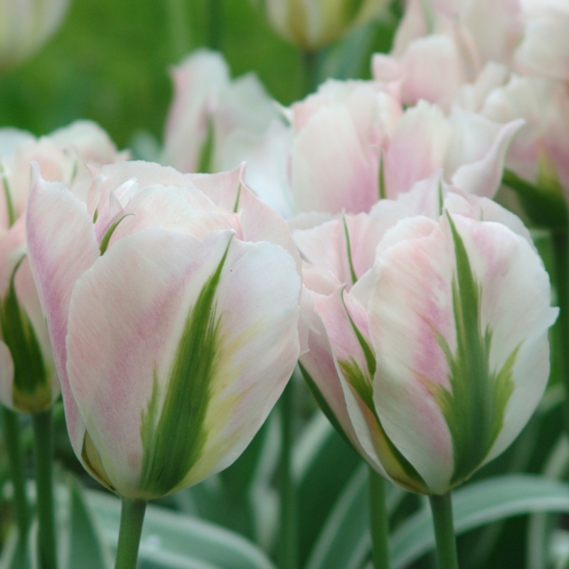 Tulip China Town