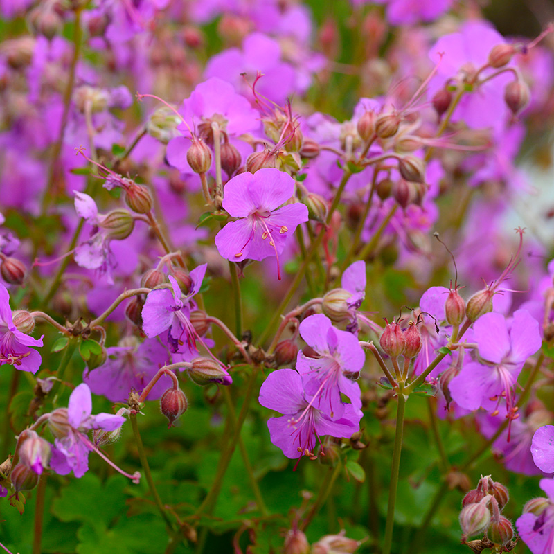 Crowfoot (Geranium cant.) 'Cambridge'