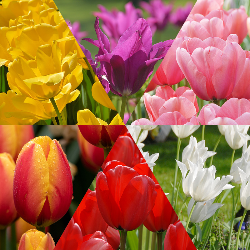 Cut Flower Tulip Bulb Collection "Happy Spring"